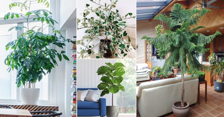 List of Best Oversized Plant to Transform the Aesthetics of Your Home